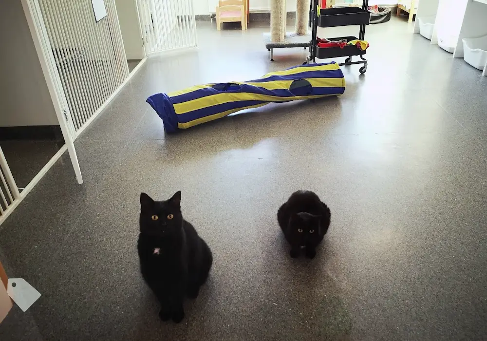 Bild på Föreningen Kattstallet